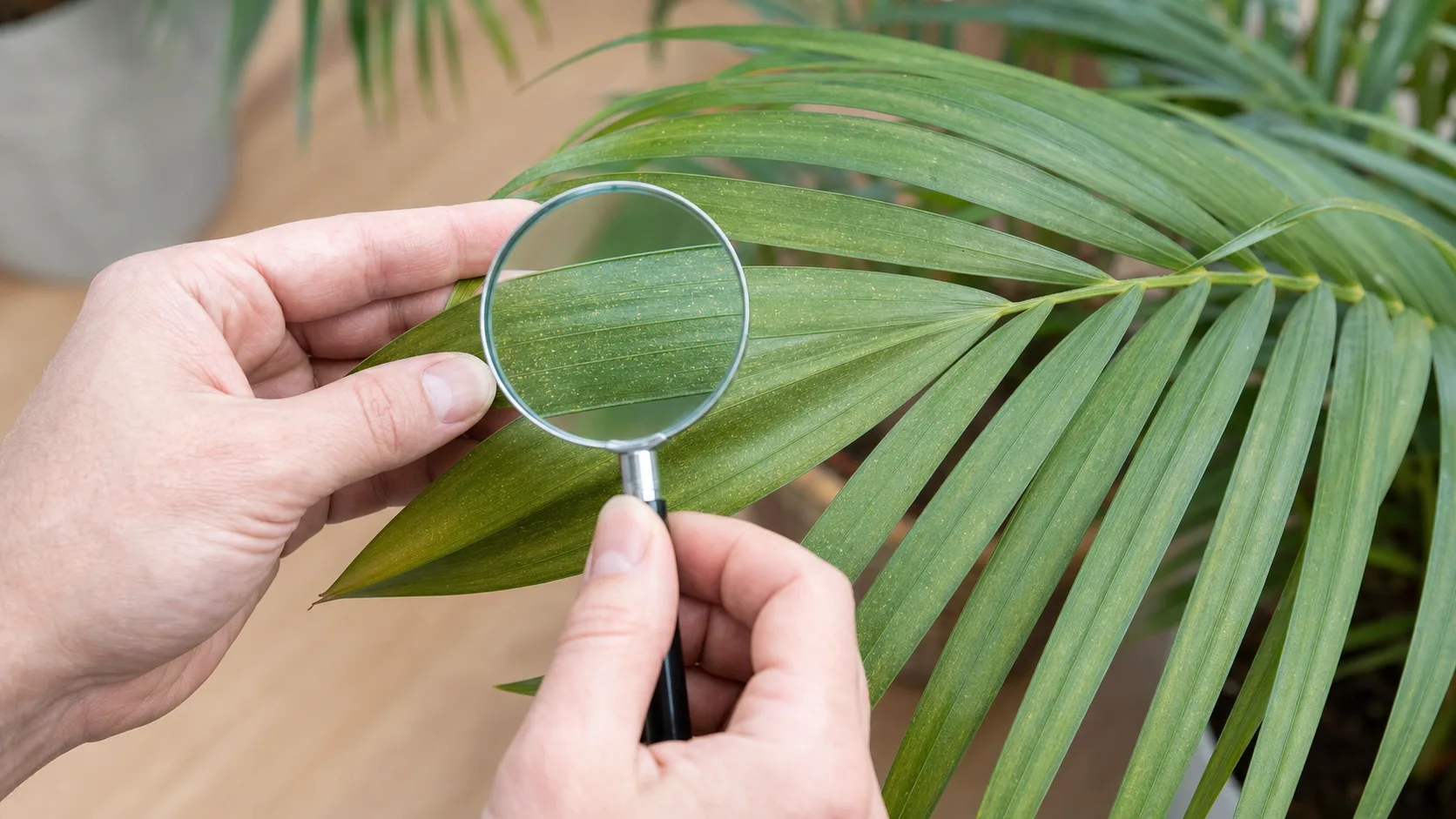 Pests: When the Plant Looks Dull Areca Palm Care Indoors: Light, Water, and Yellow Leaves - Pests: When the Plant Looks Dull