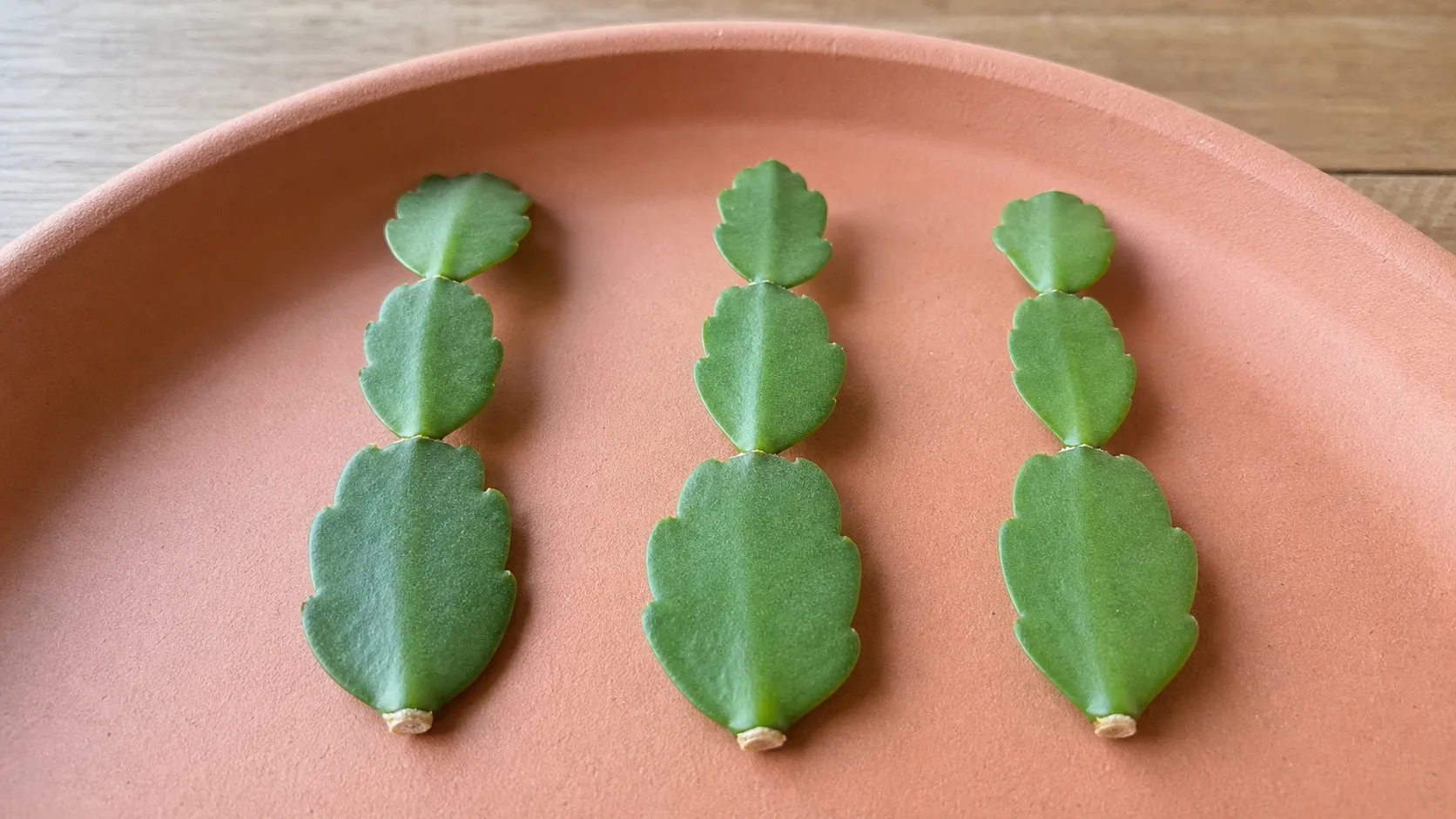 Let the Small Basal Joint Scars Dry Before Rooting Christmas Cactus Propagation: Root Healthy Segments Without Rot - Let the Small Basal Joint Scars Dry Before Rooting