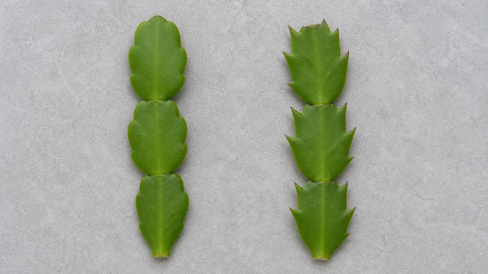 Rounded Christmas Cactus Segments Compared With Pointed Thanksgiving Cactus Segments Christmas Cactus Propagation: Root Healthy Segments Without Rot - Rounded Christmas Cactus Segments Compared With Pointed Thanksgiving Cactus Segments