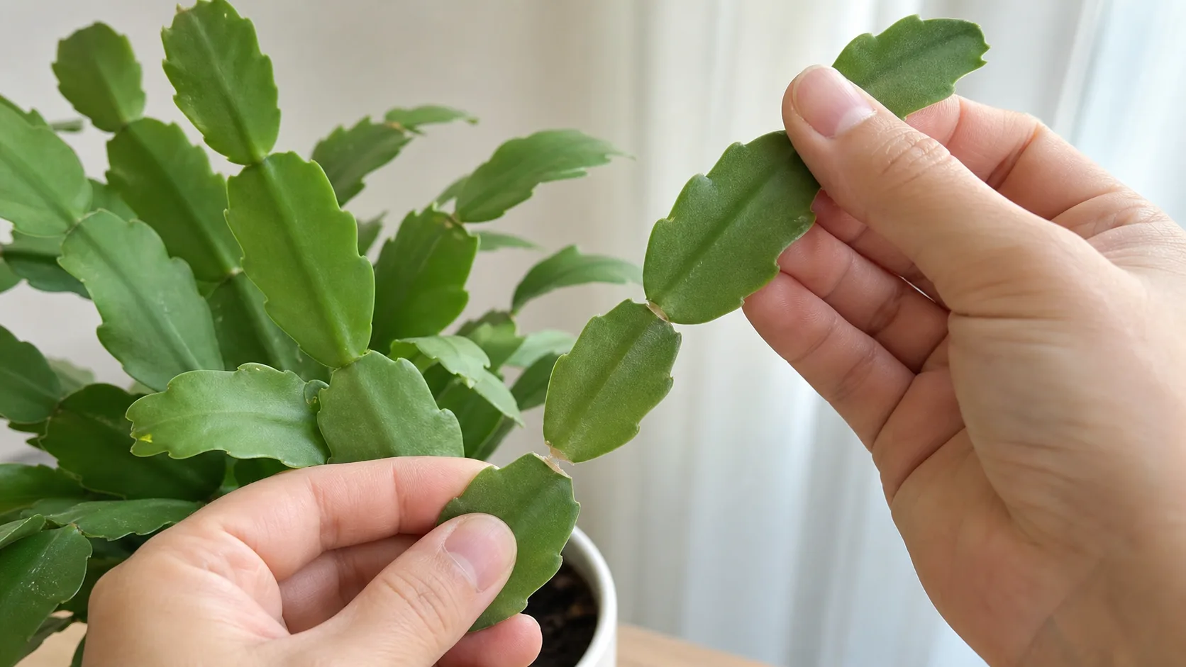 Twist a Three-Segment Cutting Apart at a Natural Joint Christmas Cactus Propagation: Root Healthy Segments Without Rot - Twist a Three-Segment Cutting Apart at a Natural Joint
