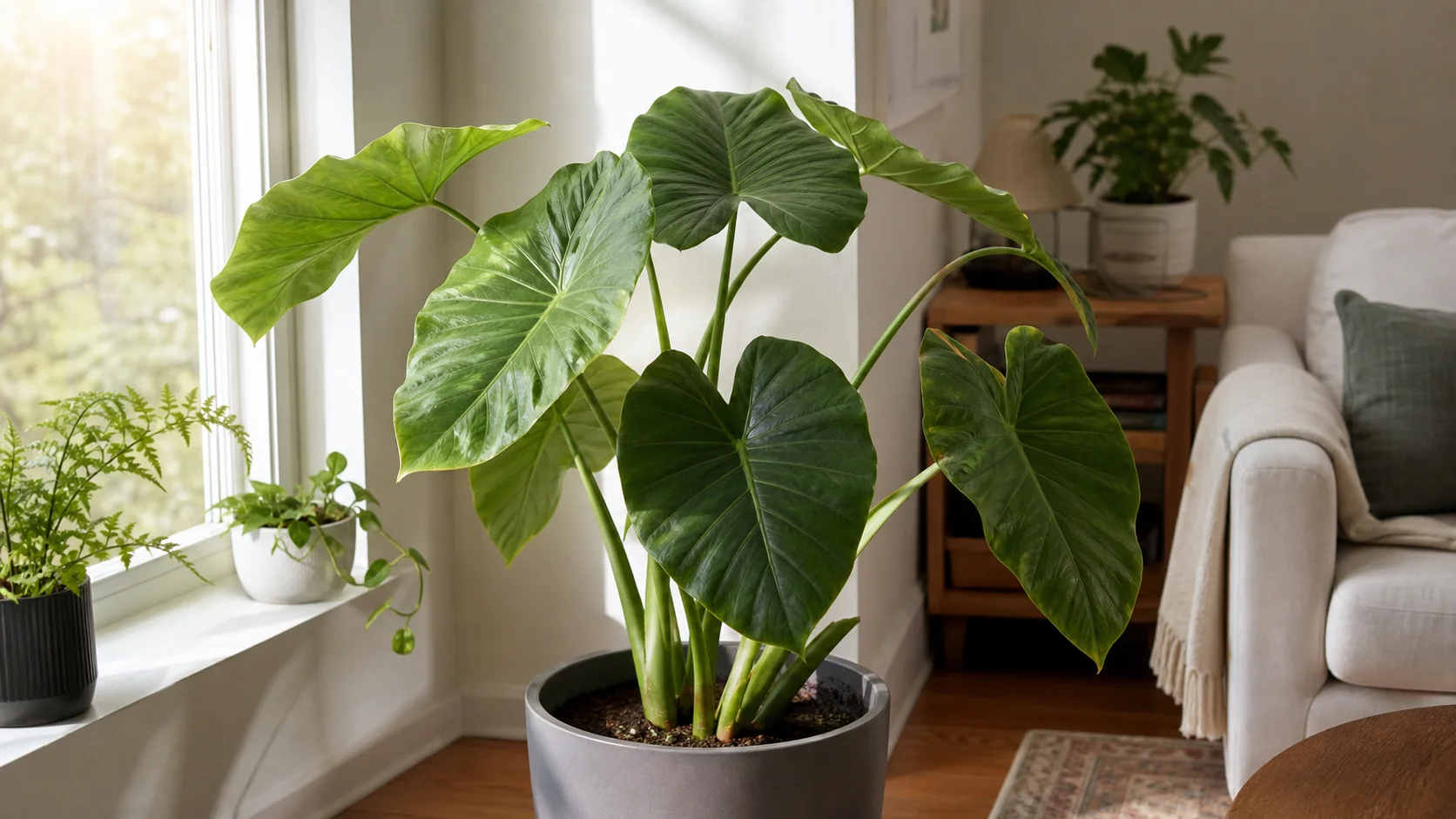 Light: Bright, But Not Scorching Elephant Ear Plant Care Guide Indoors - Light: Bright, But Not Scorching