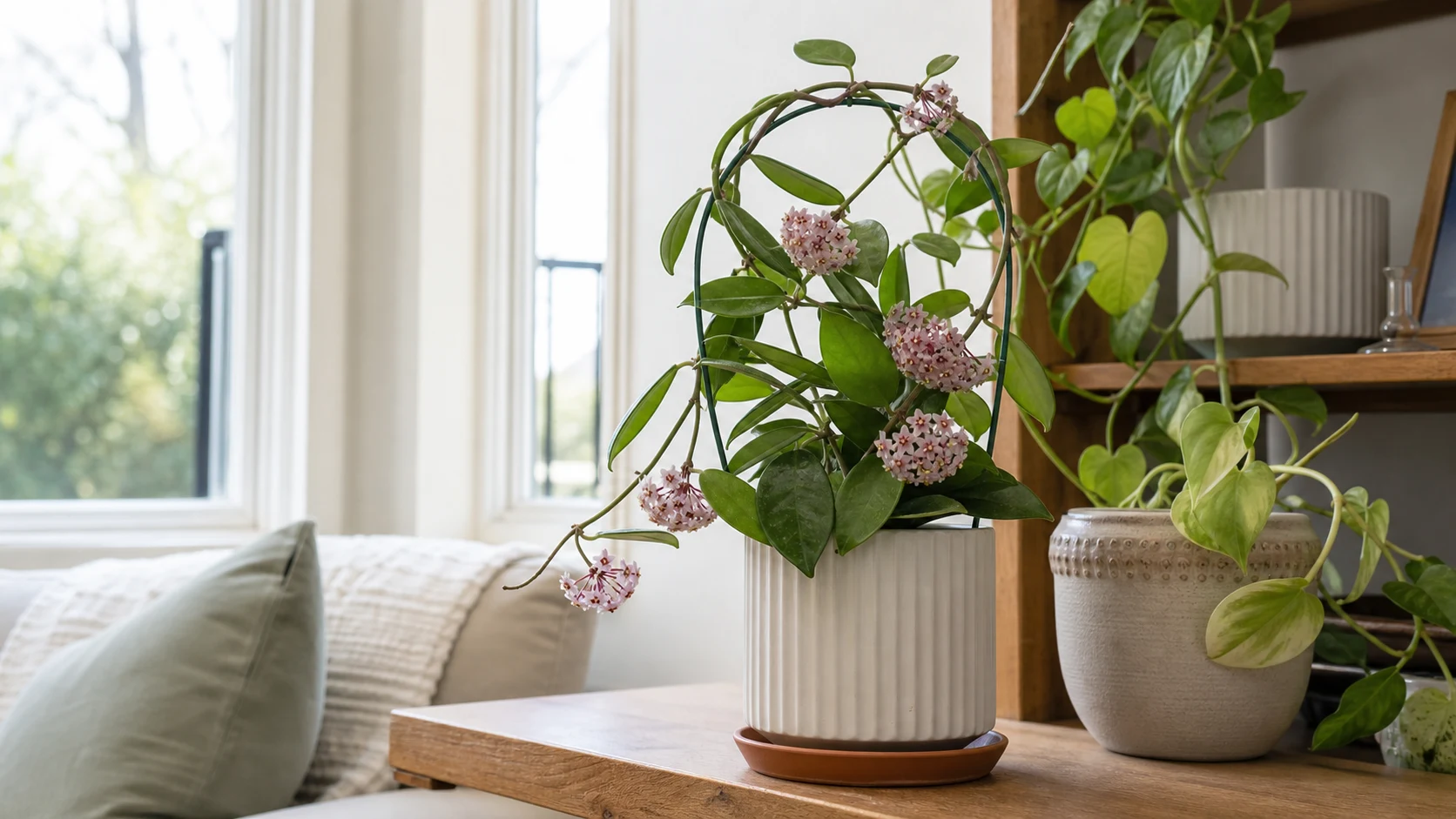 Hoya Plant Care Guide: All Varieties, Propagation & Blooming - A Good Home for a Hoya