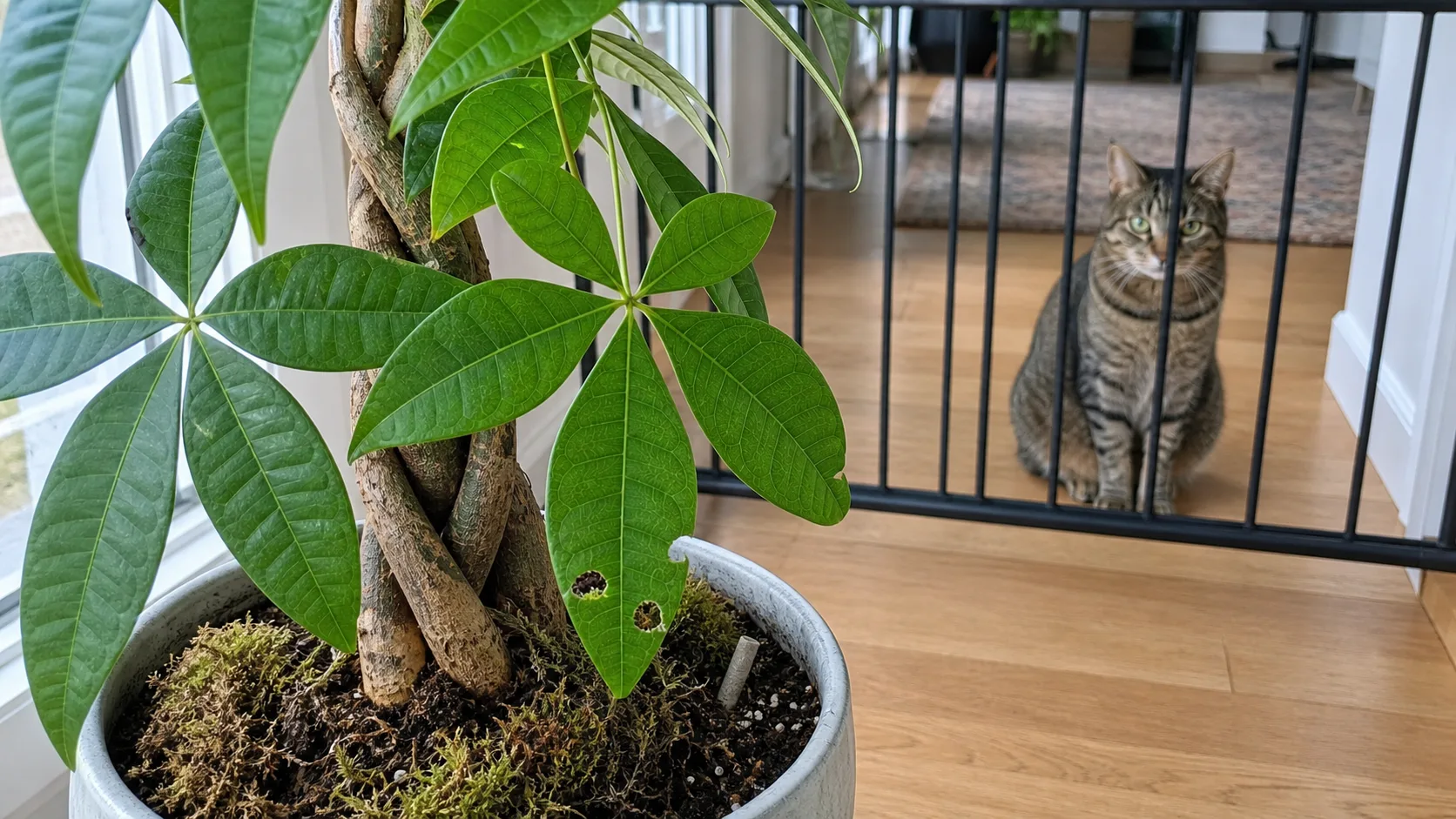 Chewed Foliage, Disturbed Soil, Moss, and Fertilizer Residue Can All Matter Is Money Tree Toxic to Cats? Chewing, Stomach Upset, and Safety - Chewed Foliage, Disturbed Soil, Moss, and Fertilizer Residue Can All Matter