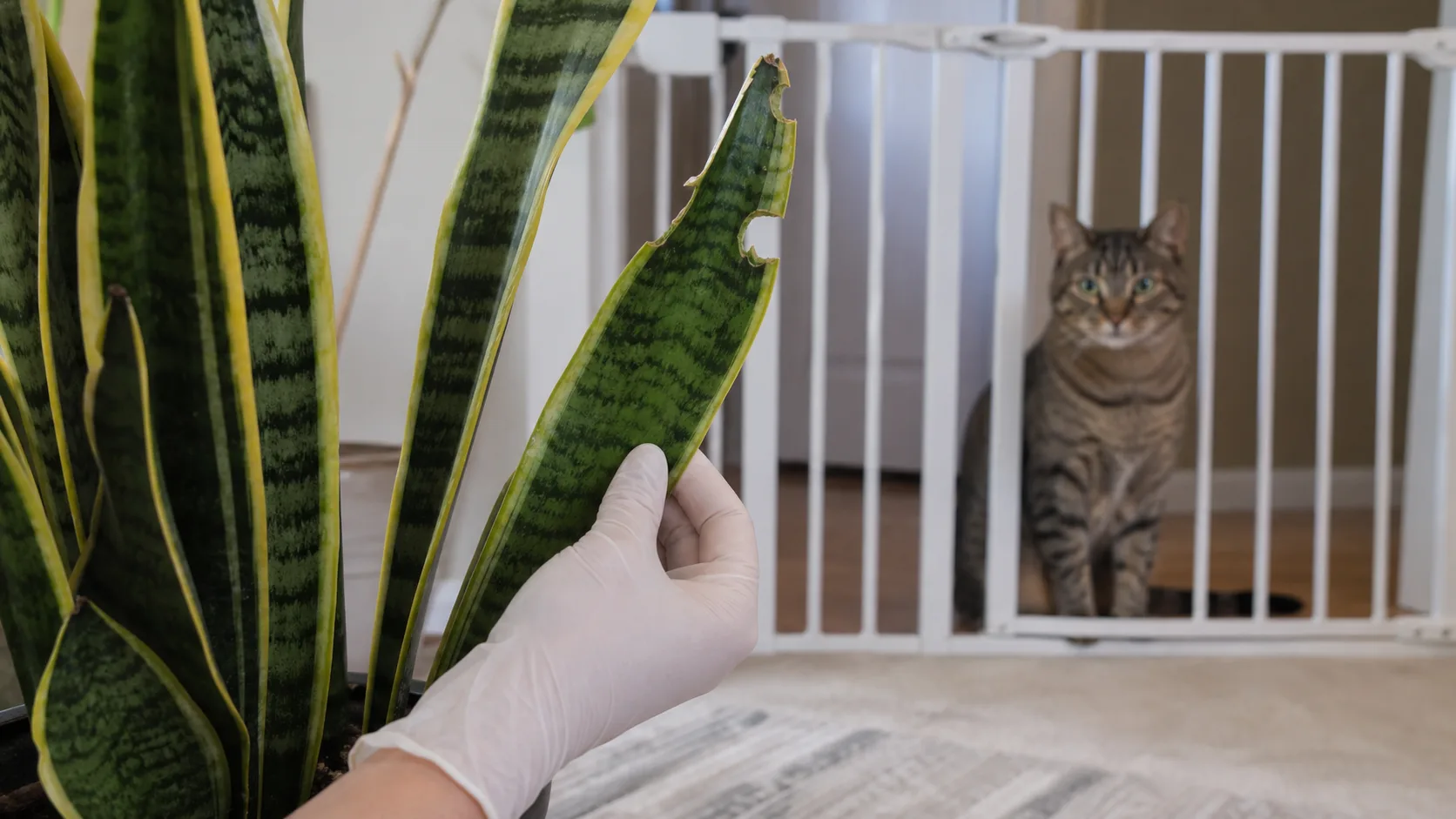 Fresh Chew Marks Confirm Access Better Than One Nonspecific Symptom Is Snake Plant Toxic to Cats? Signs, Risk, and Prevention - Fresh Chew Marks Confirm Access Better Than One Nonspecific Symptom