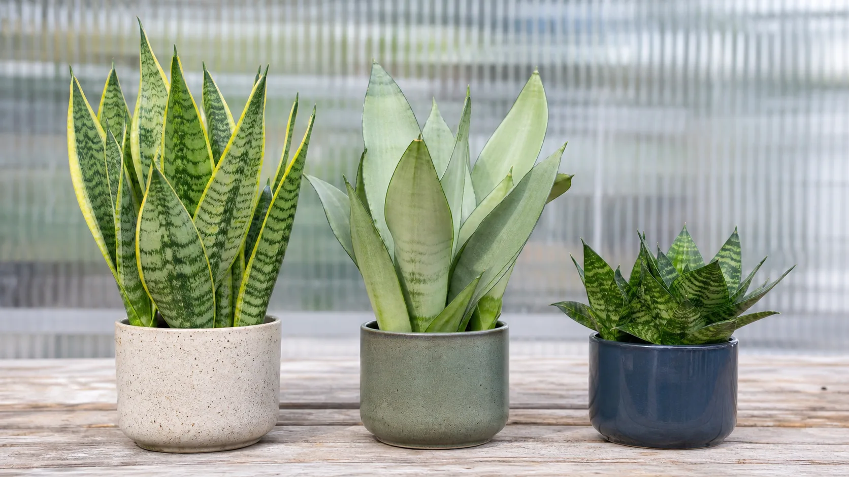 Laurentii, Moonshine, and Bird's-Nest Forms Are All Snake Plants Is Snake Plant Toxic to Cats? Signs, Risk, and Prevention - Laurentii, Moonshine, and Bird’s-Nest Forms Are All Snake Plants