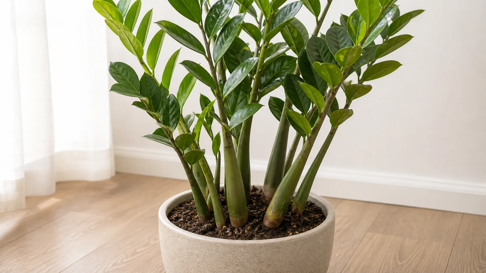 Thick Upright Rachises and Glossy Oval Leaflets Identify a ZZ Plant Is ZZ Plant Toxic to Cats? Symptoms, Sap, and Safer Placement - Thick Upright Rachises and Glossy Oval Leaflets Identify a ZZ Plant