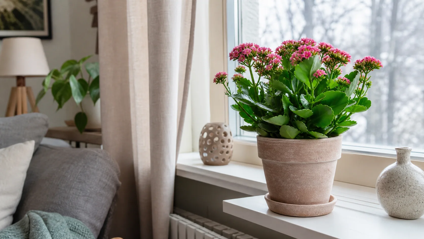 Temperature Kalanchoe Plant Care: Keep It Healthy and Get It to Rebloom - Temperature