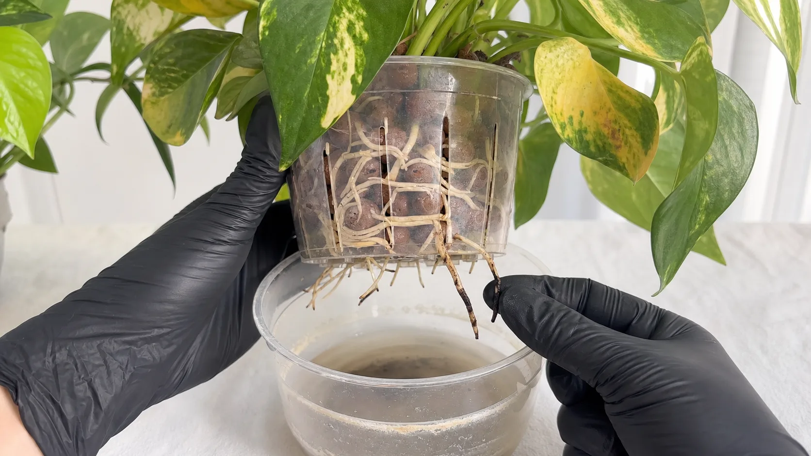 Compare Firm Healthy Roots With Mushy Declining Roots LECA for Plants: A Beginner - Compare Firm Healthy Roots With Mushy Declining Roots