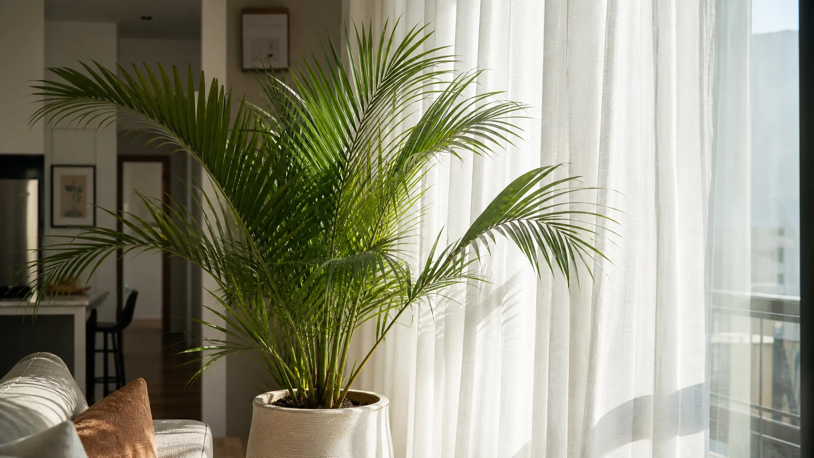 Light Comes First Majesty Palm Care Indoors: Light, Water, and Brown Tips - Light Comes First