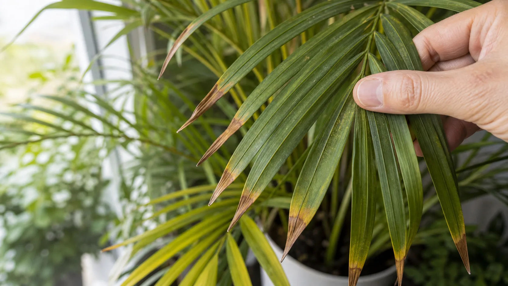 Symptom Diagnosis Card Majesty Palm Care Indoors: Light, Water, and Brown Tips - Symptom Diagnosis Card