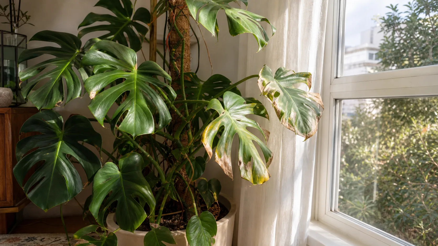 Window-facing damage is a useful location clue Monstera with curled and scorched leaves closest to a sunny window
