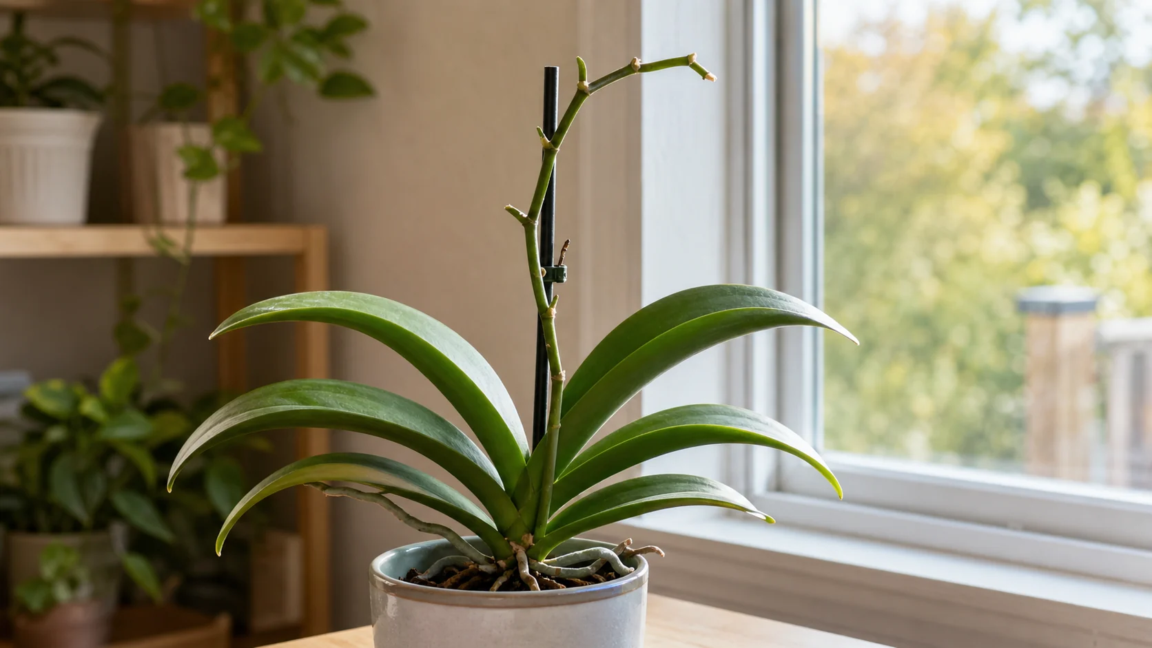 What Most Care Guides Miss Orchid Care After Flowering: What to Do When Blooms Fall Off - What Most Care Guides Miss