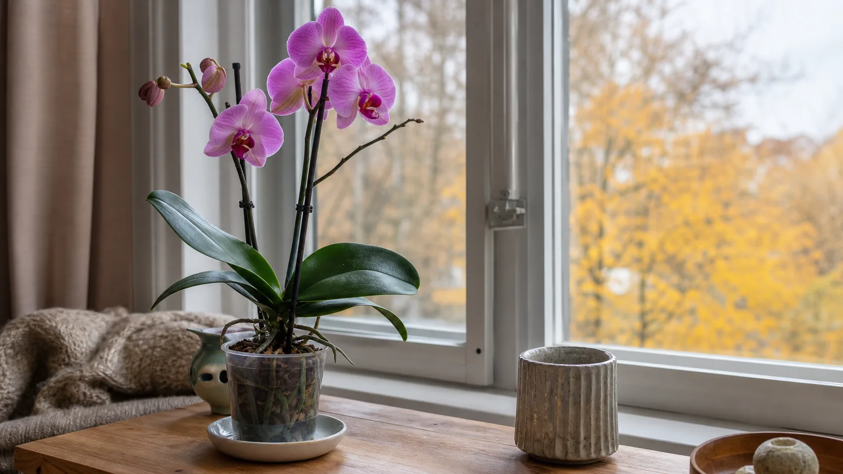 Orchid Care Guide for Indoor Blooms - Getting an Orchid to Rebloom