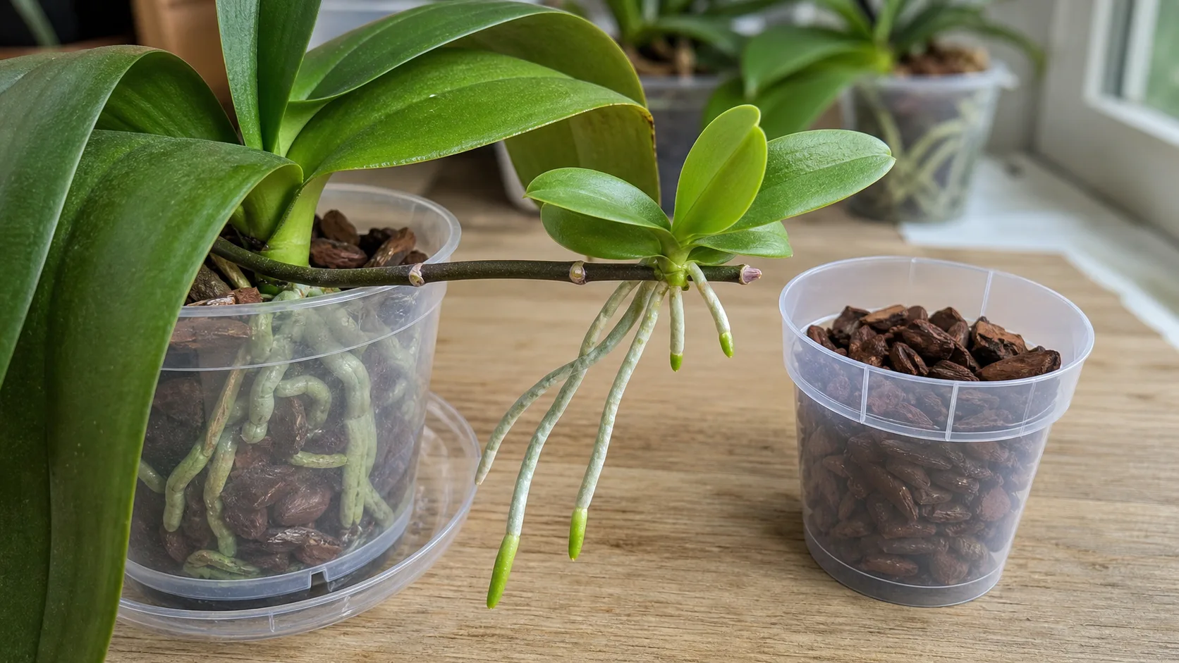 Attached Phalaenopsis keiki with several developed roots
