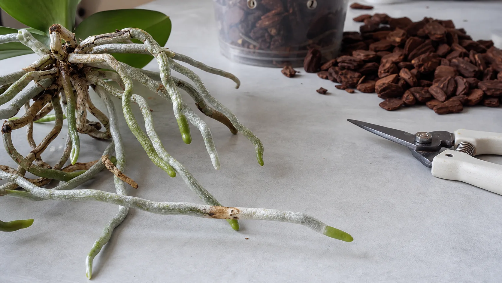 Preserve firm root tissue behind an active green tip Firm silver orchid root with a localized tan scar continuing to an active green tip while clean snips remain aside