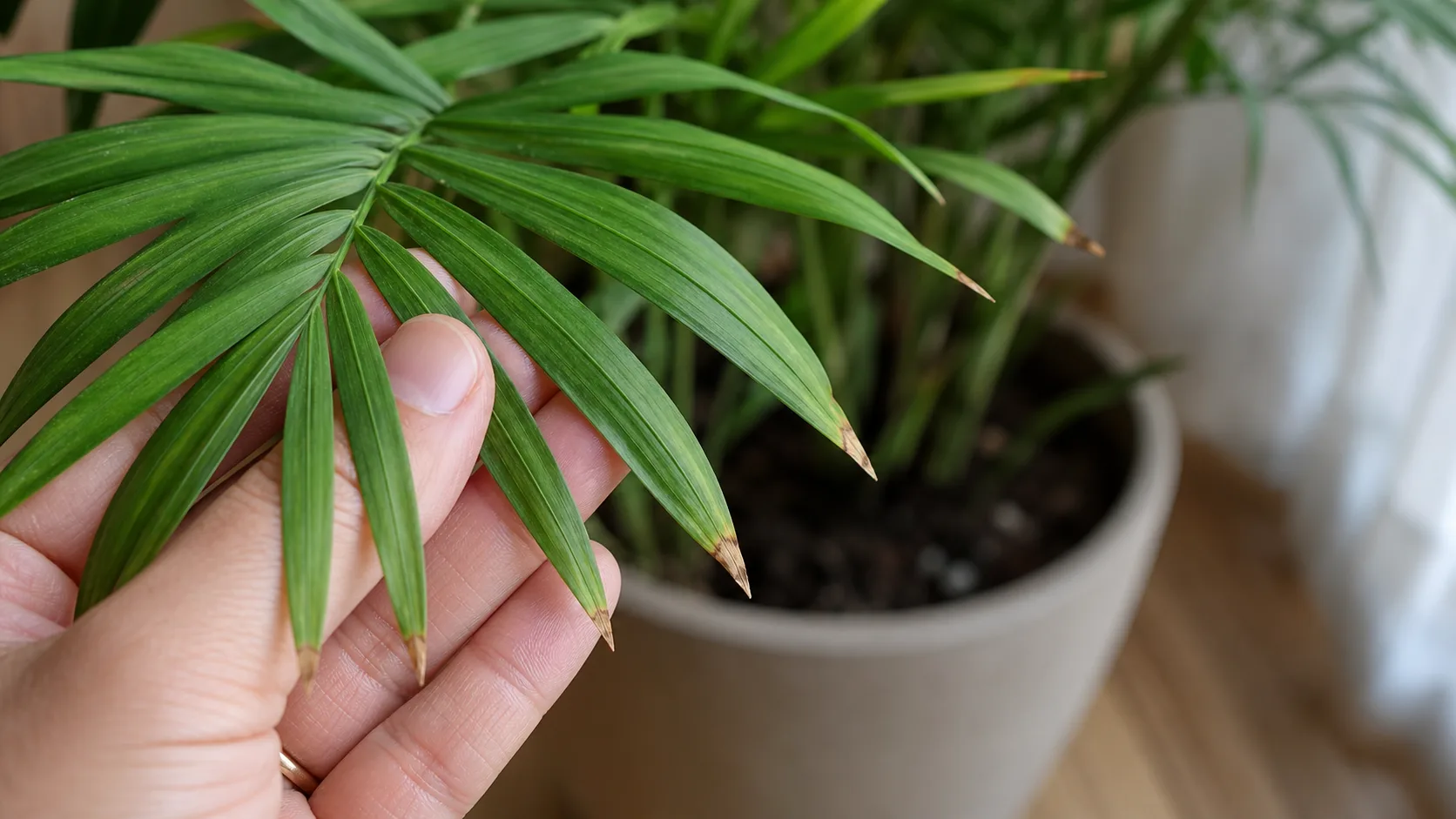 Read Brown Leaflet Tips as a Symptom Parlor Palm Care: Low-Light Tolerance Without Overwatering - Read Brown Leaflet Tips as a Symptom