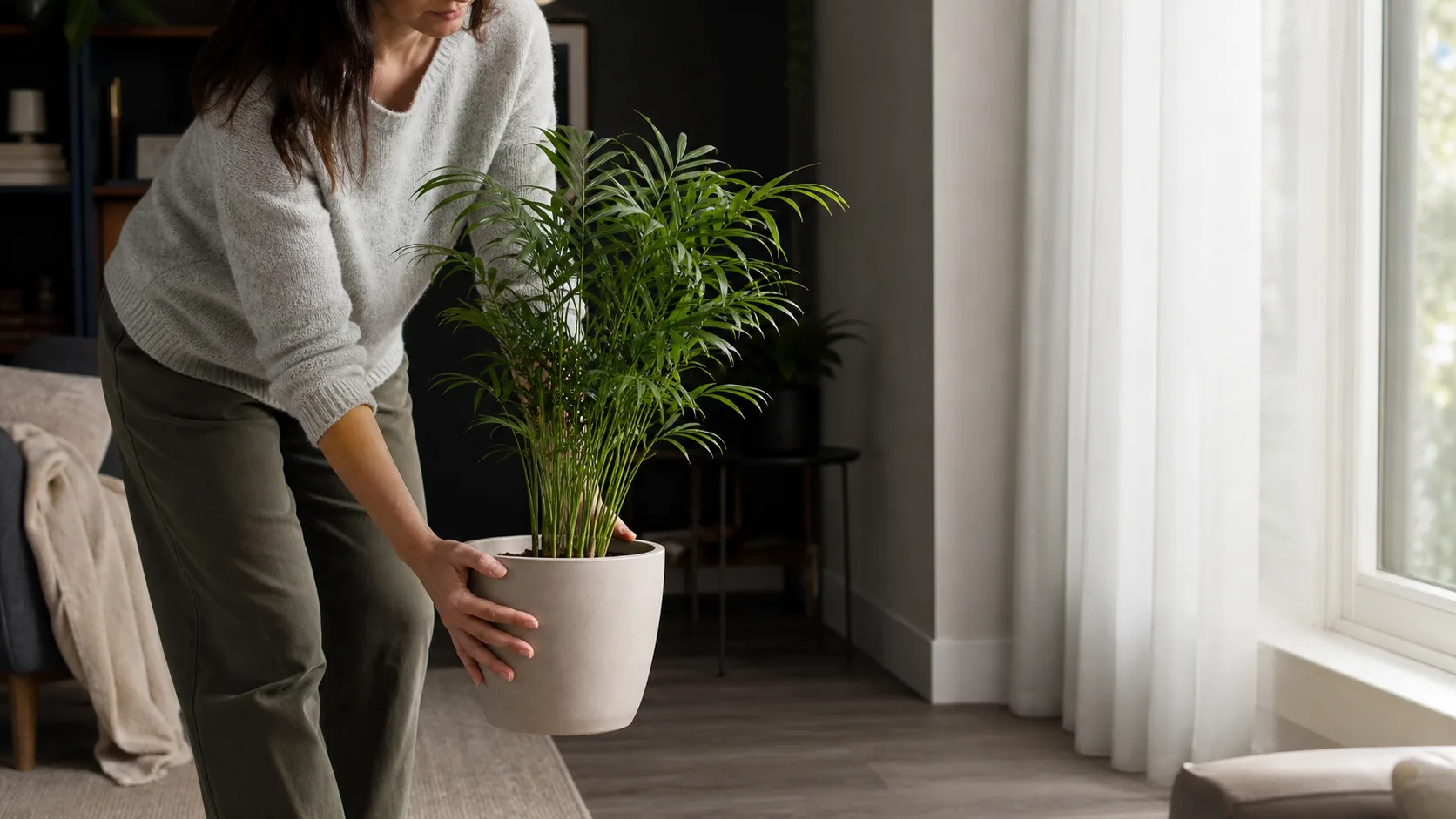 Move a Parlor Palm Out of a Dim Corner Parlor Palm Care: Low-Light Tolerance Without Overwatering - Move a Parlor Palm Out of a Dim Corner
