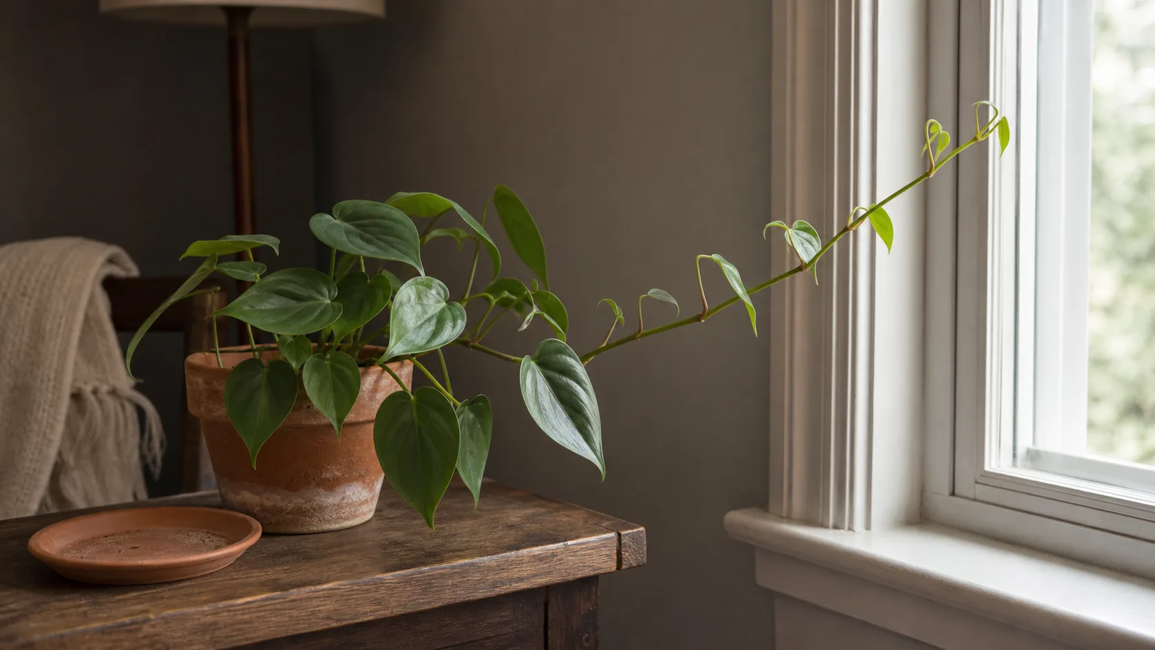3. Is the plant stretching, leaning, or making smaller leaves? Leggy philodendron leaning toward window light with smaller new leaves