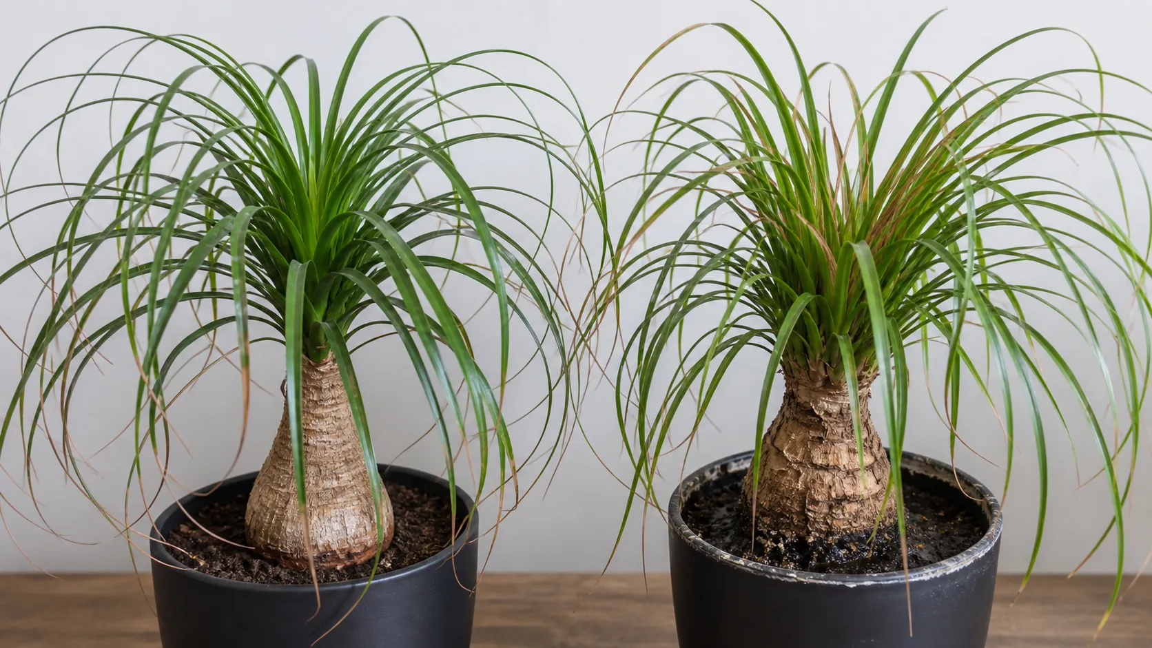 Old Outer Tips and New Central Browning Mean Different Things Ponytail Palm Care: Light, Watering, and a Healthy Caudex - Old Outer Tips and New Central Browning Mean Different Things