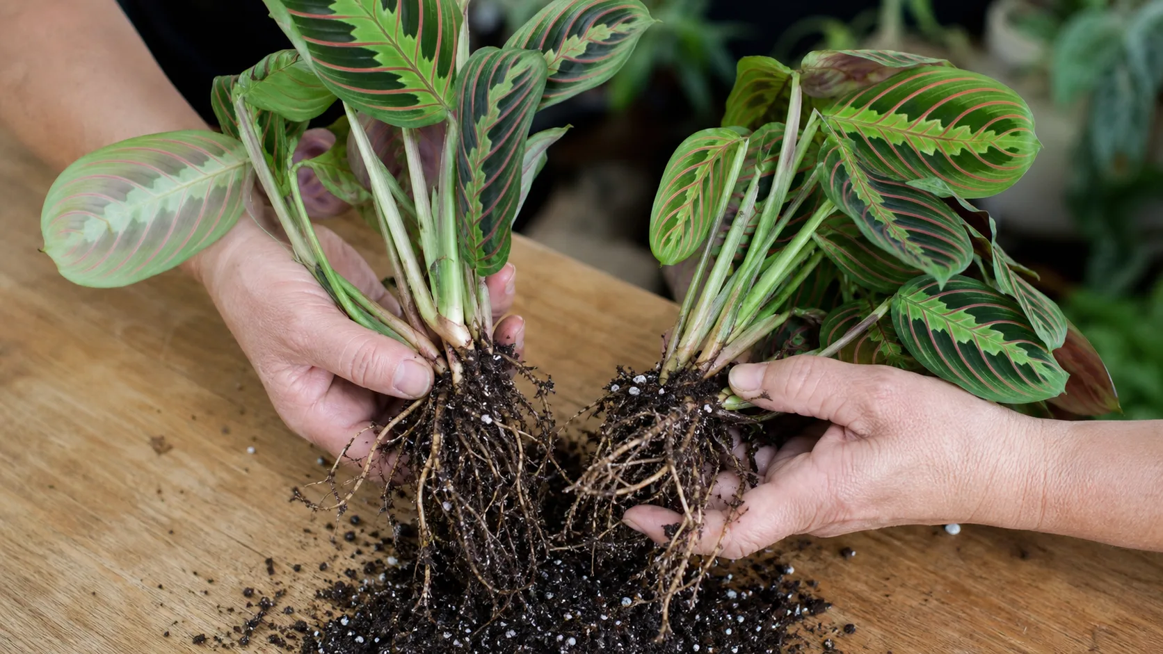Separate natural rooted crowns instead of shredding the root ball Mature prayer plant divided into rooted crowns on a potting surface