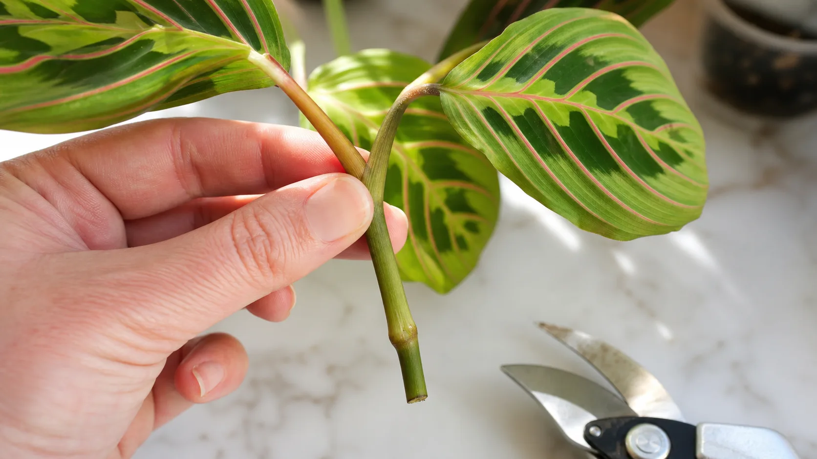 Find the main-stem joint before treating a broken piece as a cutting Close view of a prayer plant stem showing the node below a leaf joint
