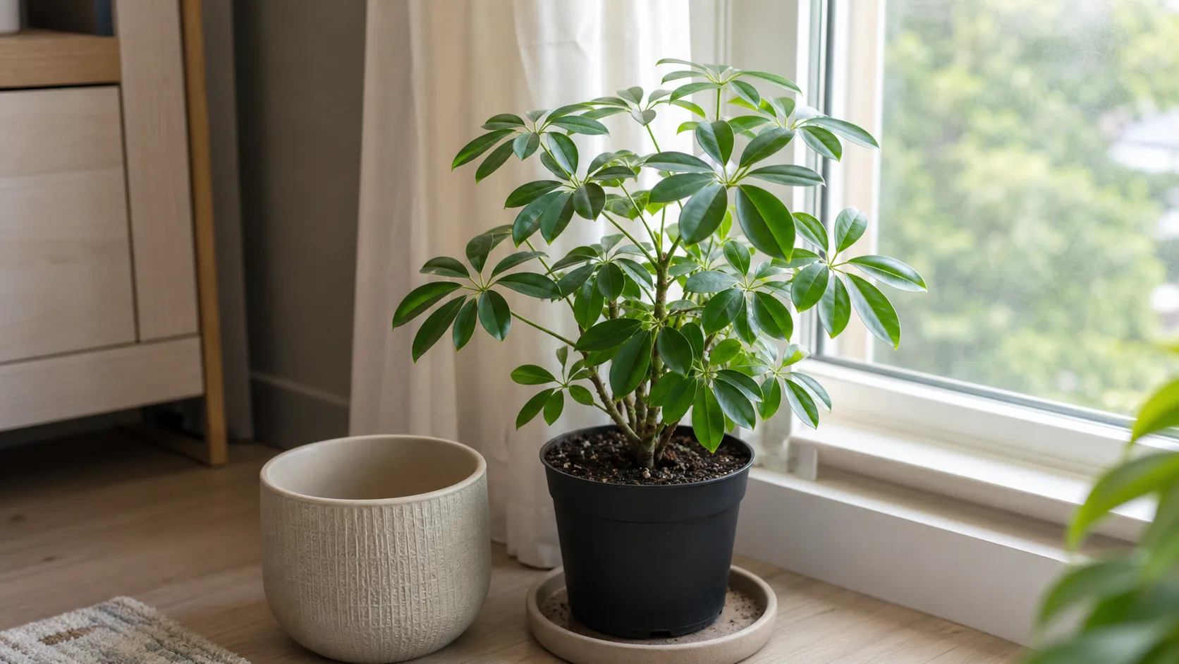 Notice the inner pot can drain freely and the outer pot stays empty: this setup usually prevents silent root stress, and your next action is to keep runoff from collecting under the root ball Schefflera nursery pot raised above a dry cachepot to prevent trapped runoff