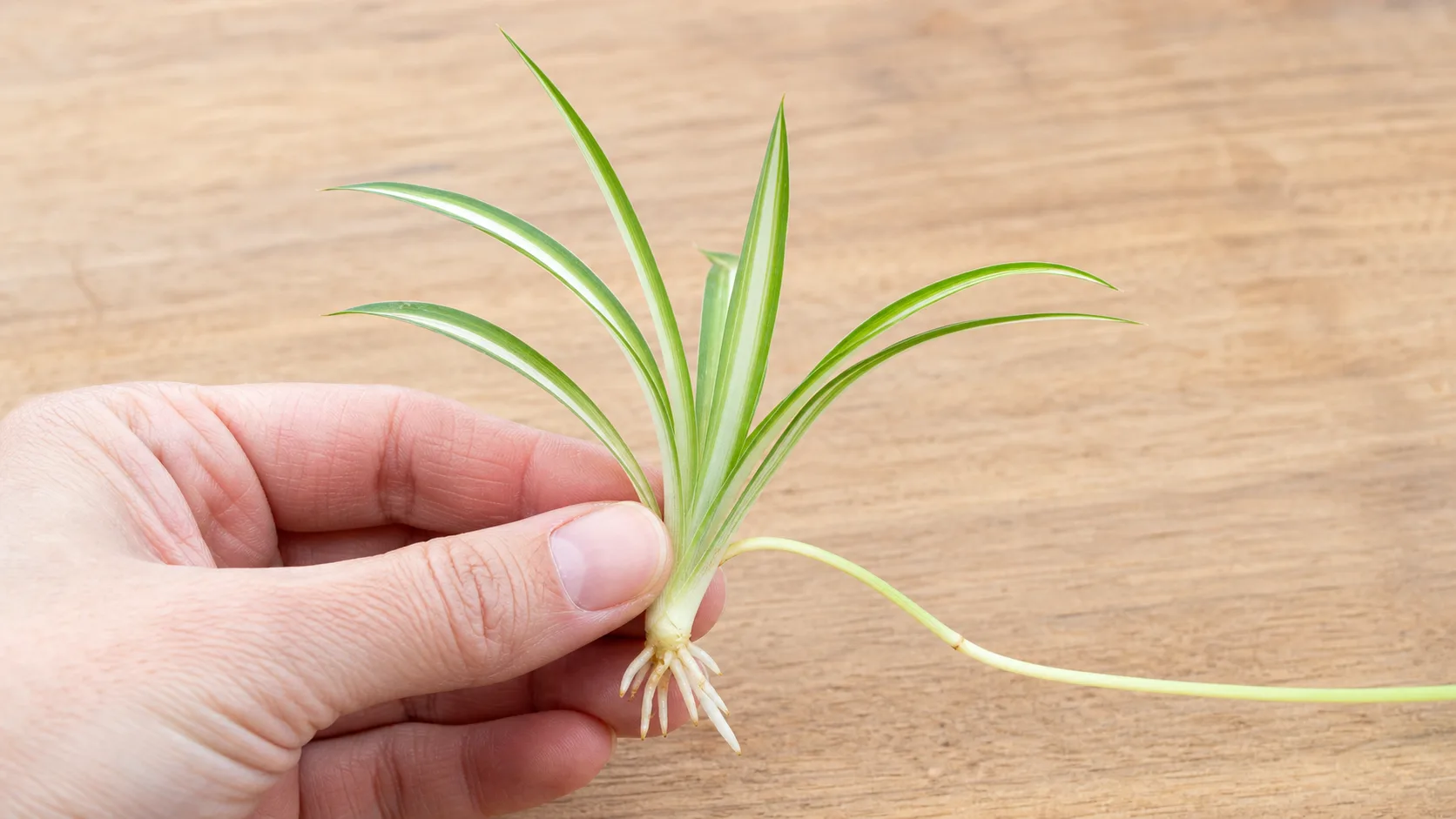 A Sturdy Spider Plantlet With Multiple Leaves and Visible Rootlets Spider Plant Propagation: Root Plantlets in Water or Soil - A Sturdy Spider Plantlet With Multiple Leaves and Visible Rootlets