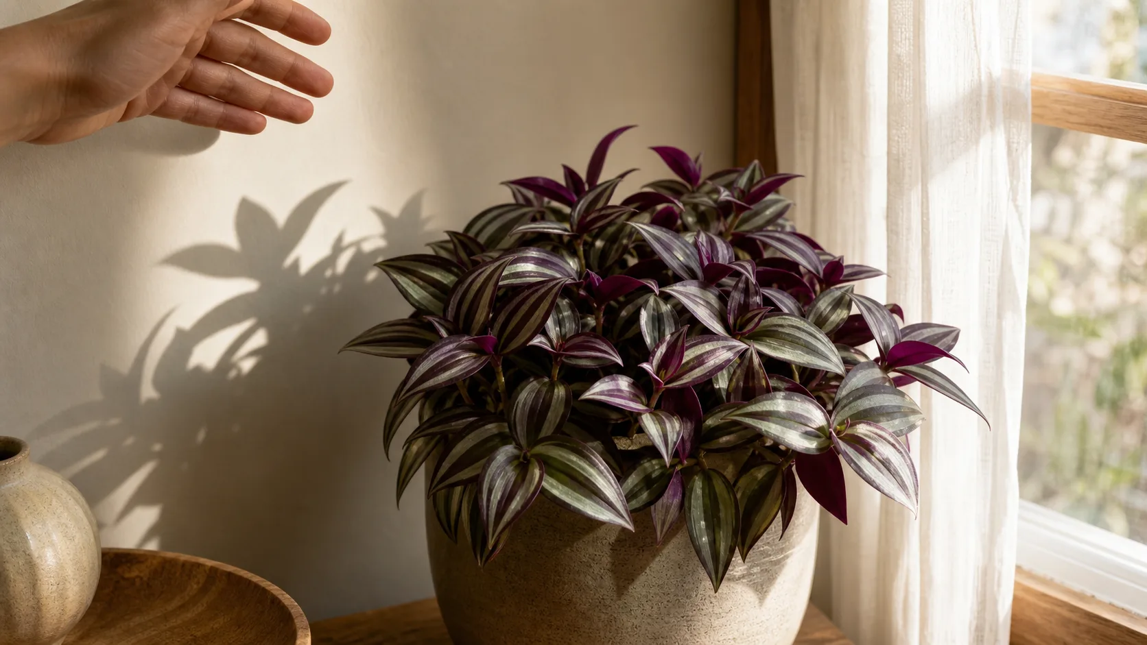 Filtered Window Light and the Hand-Shadow Check Tradescantia Care: Fuller Growth, Better Color, and Easy Cuttings - Filtered Window Light and the Hand-Shadow Check
