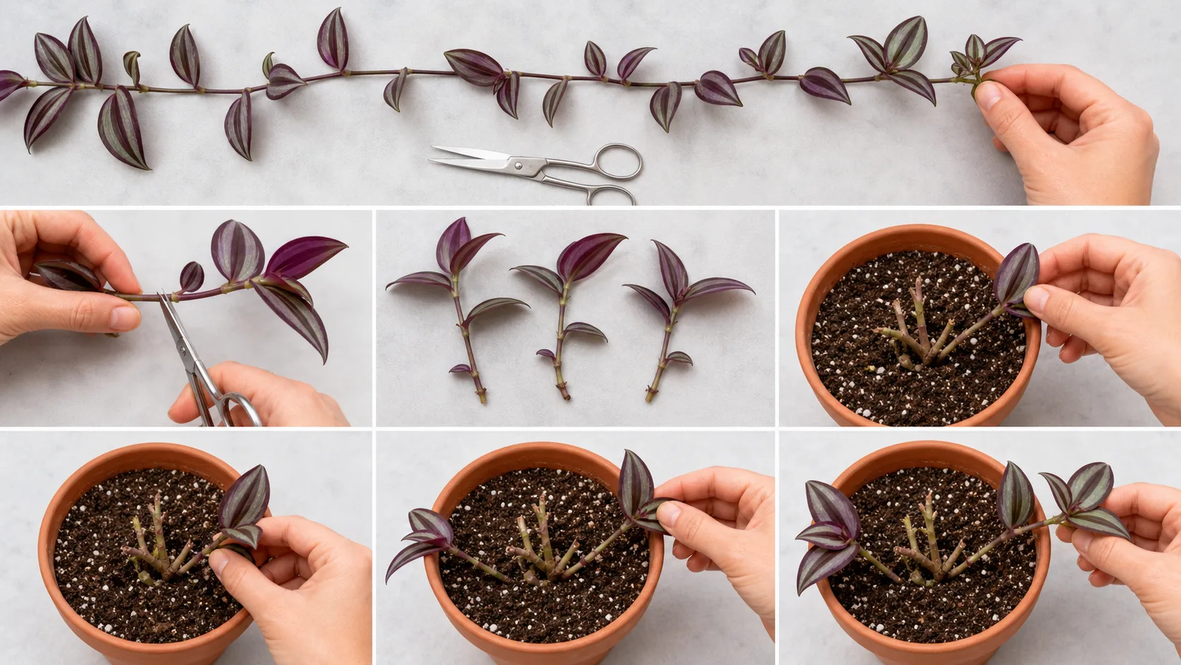 Cut Below a Node, Then Replant Around the Crown Tradescantia Care: Fuller Growth, Better Color, and Easy Cuttings - Cut Below a Node, Then Replant Around the Crown