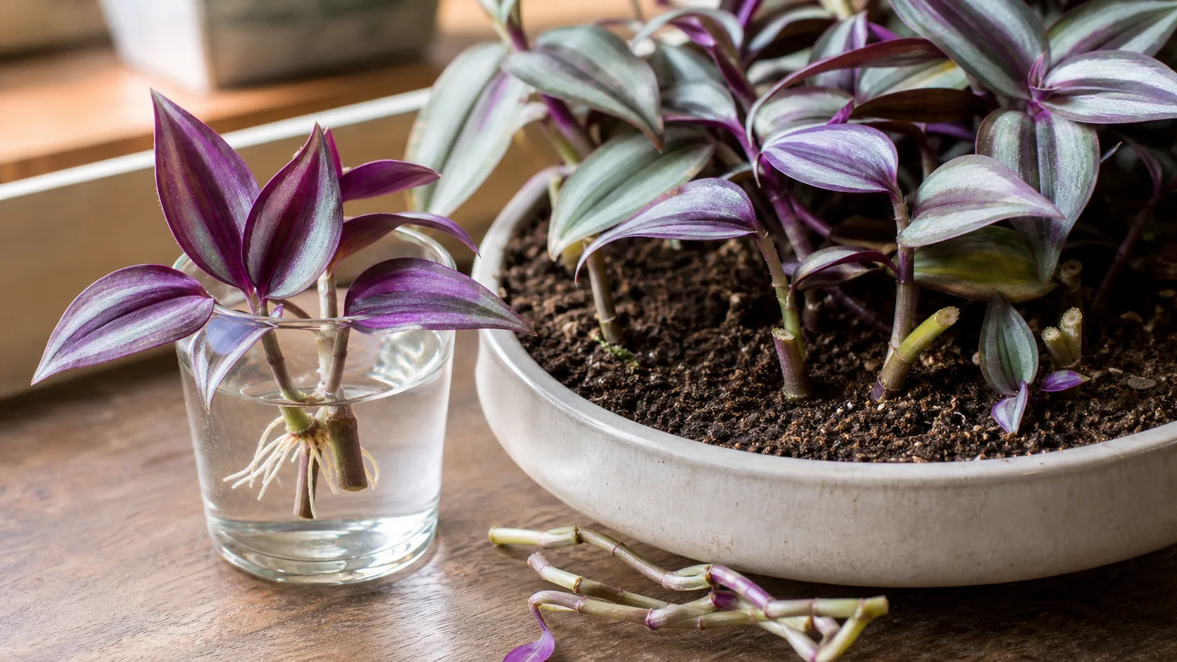 Choose Firm Node Cuttings for Water or Soil Tradescantia Care: Fuller Growth, Better Color, and Easy Cuttings - Choose Firm Node Cuttings for Water or Soil