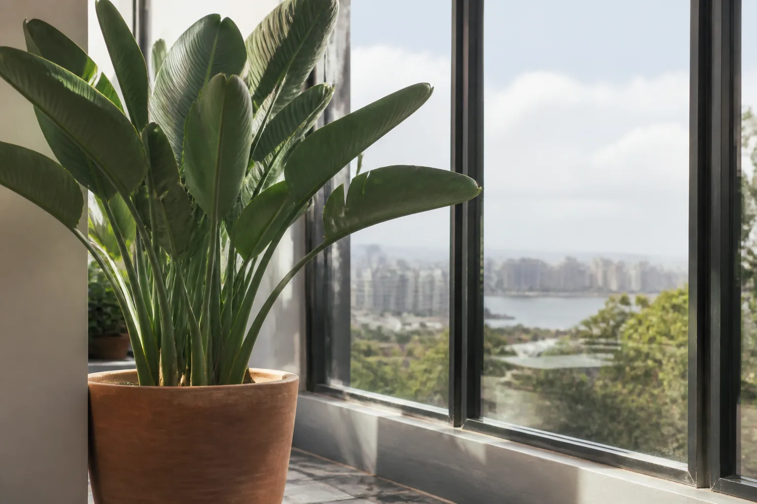 Bird of Paradise climate guides by city