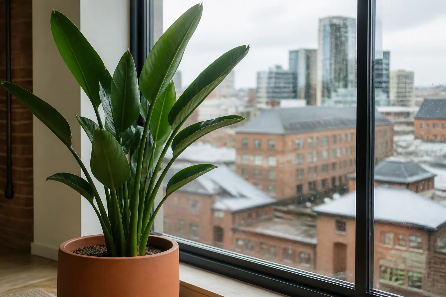Orange bird of paradise Strelitzia reginae growing beside a bright window in Manchester