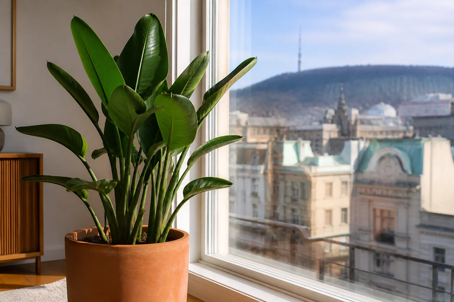 Orange bird of paradise Strelitzia reginae growing beside a bright window in Montreal