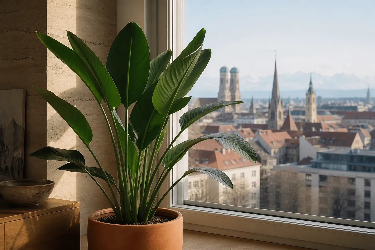 Orange bird of paradise Strelitzia reginae growing beside a bright window in Munich