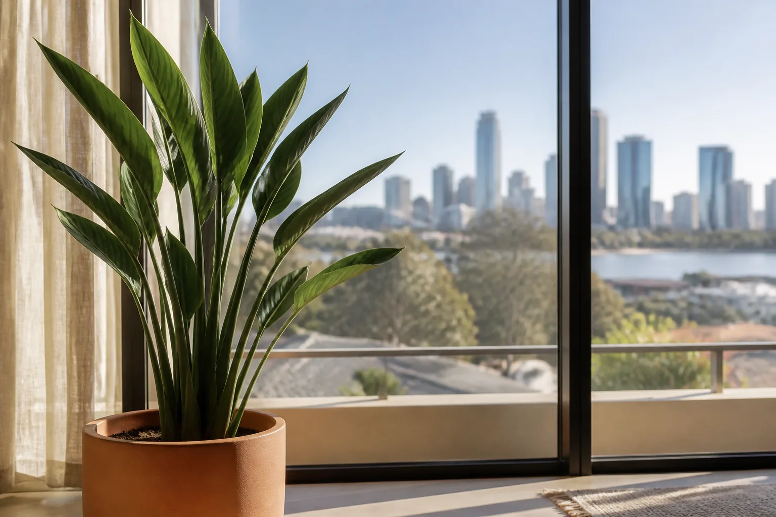 Orange bird of paradise Strelitzia reginae growing beside a bright window in Perth
