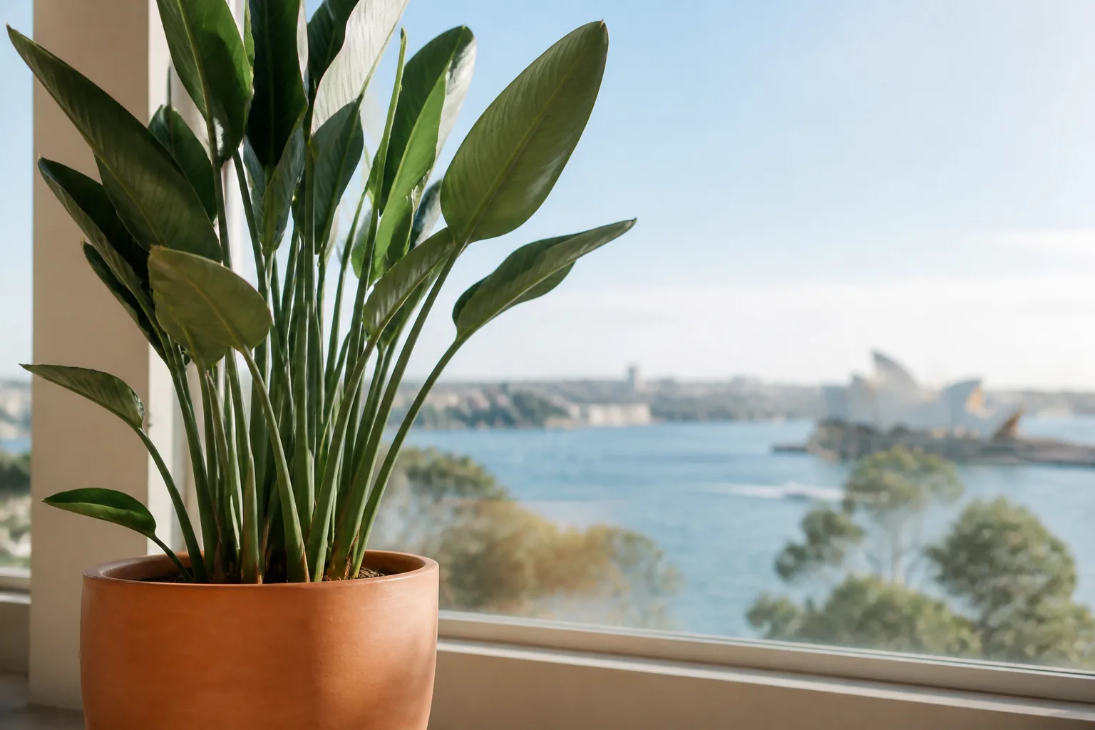 Orange bird of paradise Strelitzia reginae growing beside a bright window in Sydney