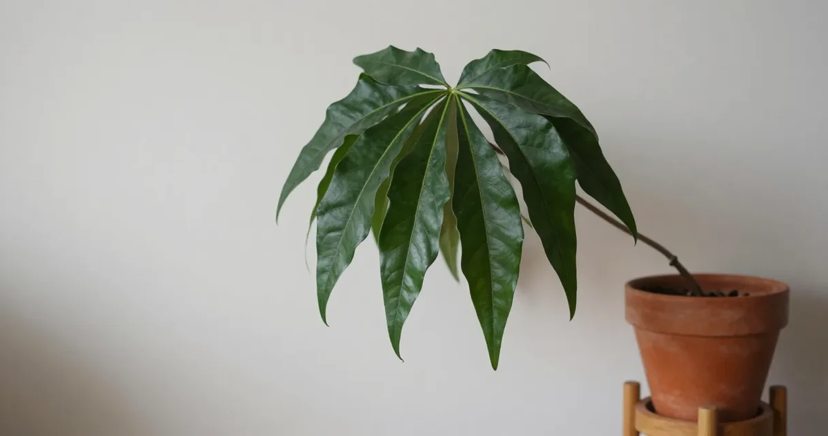 Houseplant with drooping and limp leaves on a windowsill