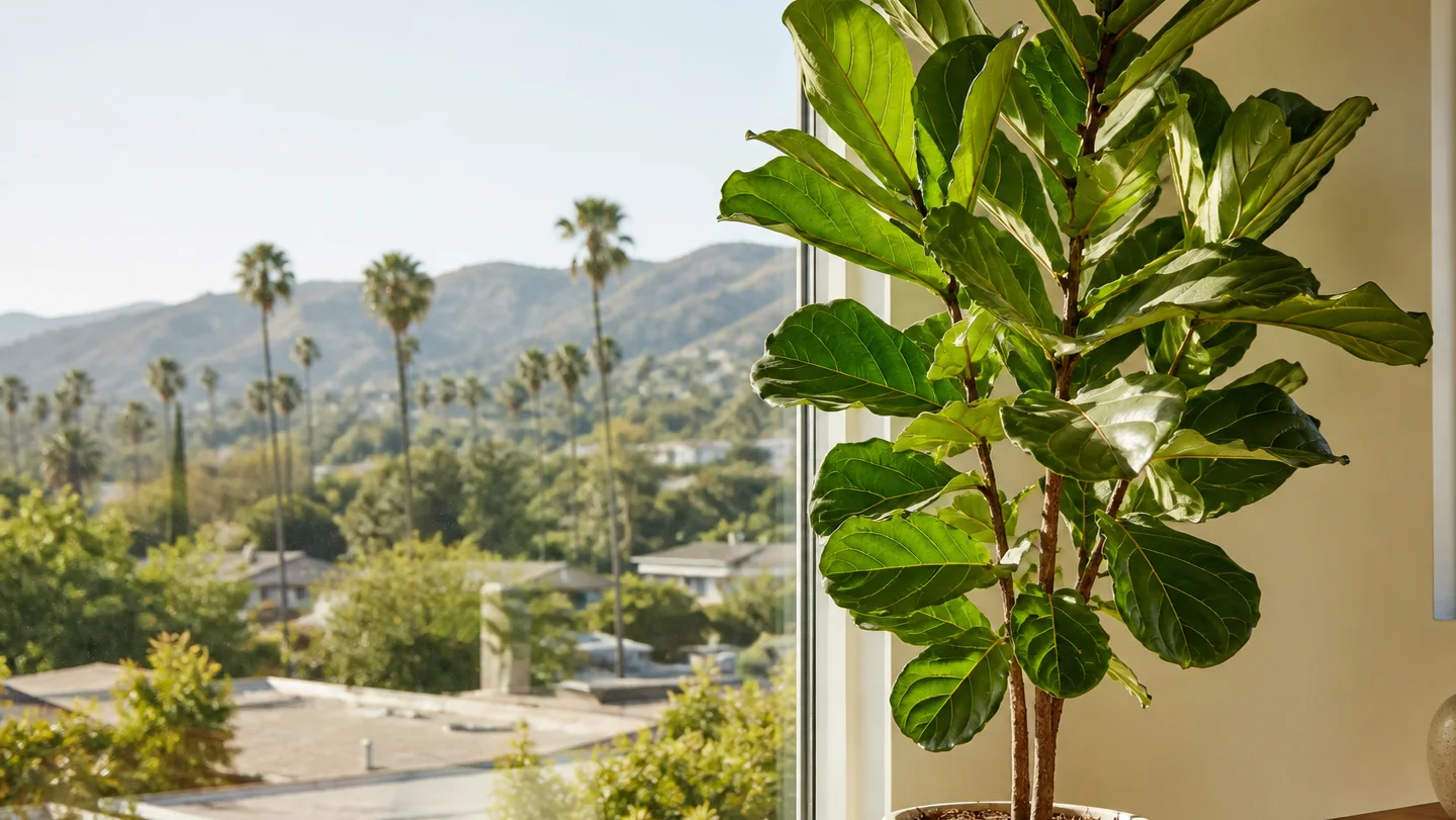 Fiddle leaf fig growing indoors by a window in Los Angeles