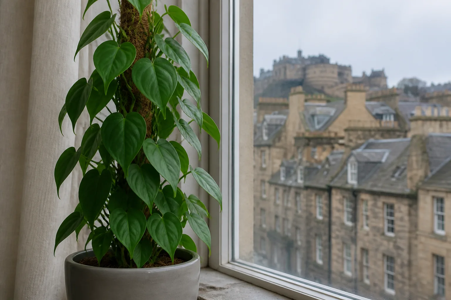 Heartleaf philodendron Philodendron hederaceum trailing beside a window in Edinburgh
