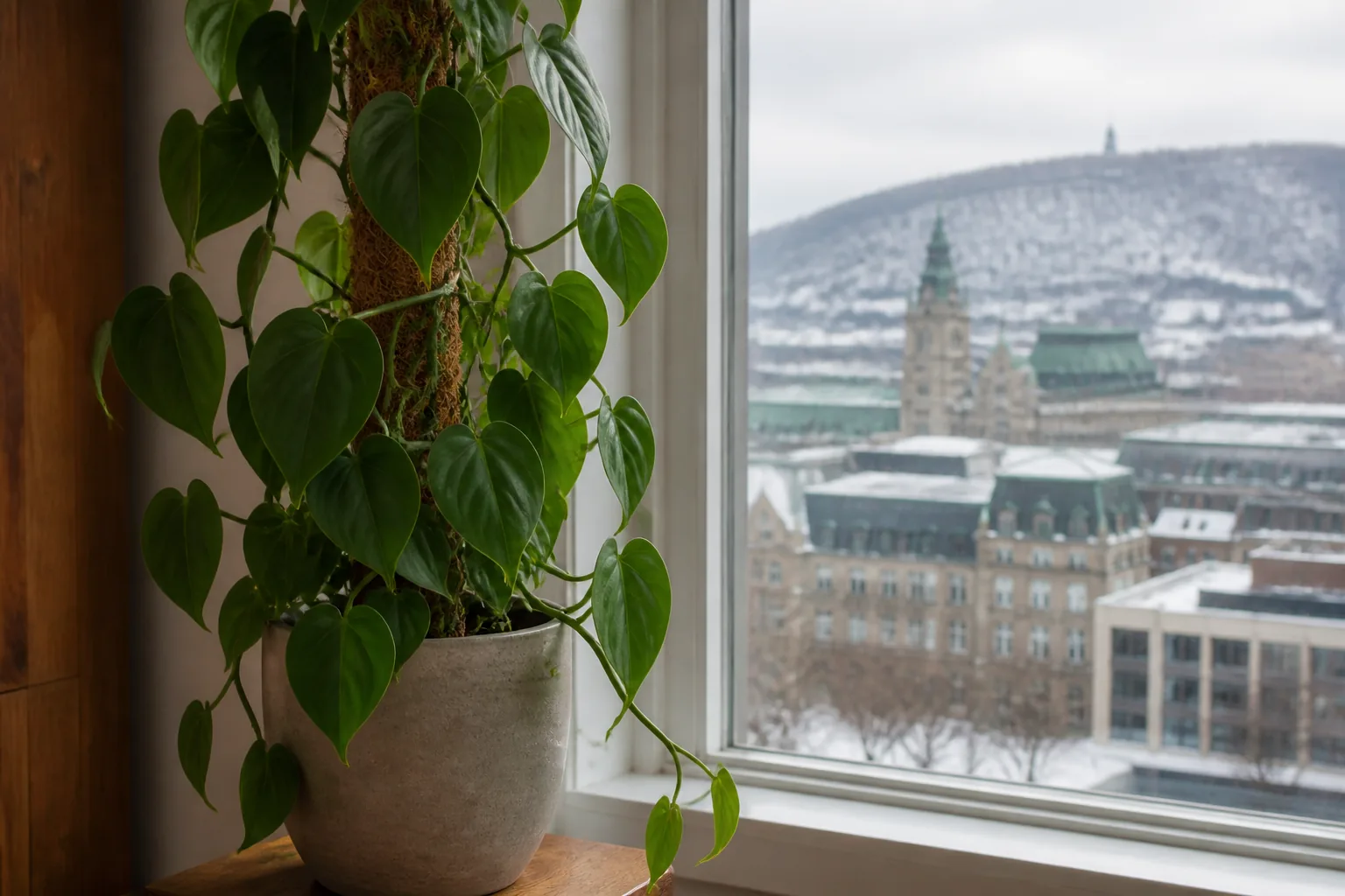 Heartleaf philodendron Philodendron hederaceum trailing beside a window in Montreal