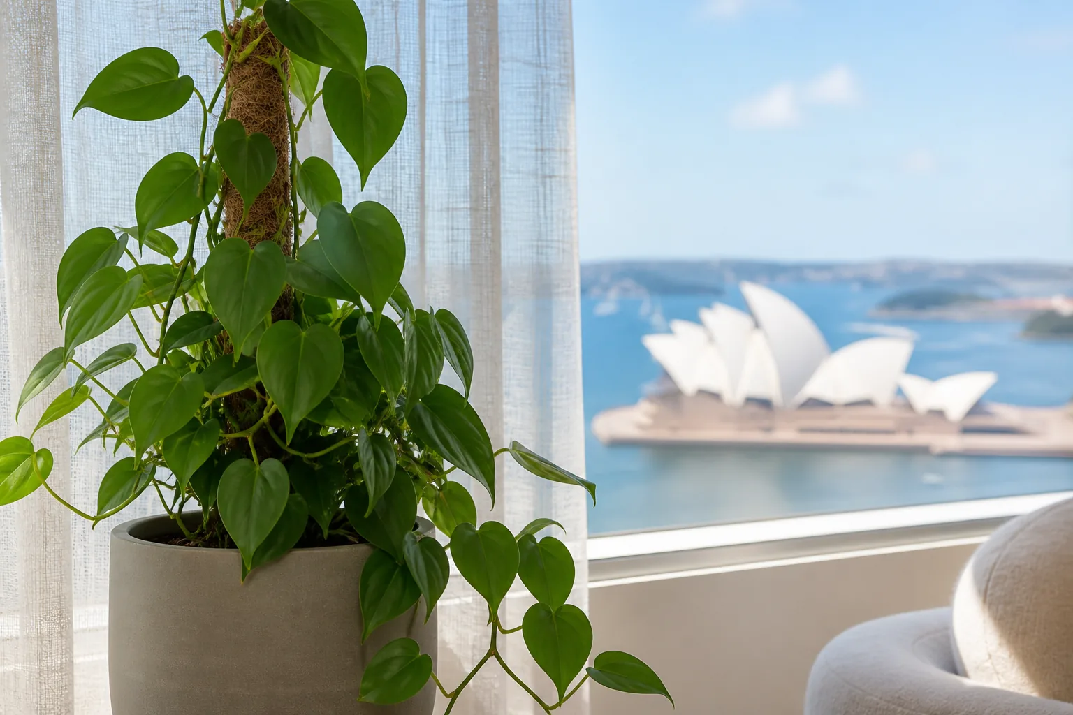 Heartleaf philodendron Philodendron hederaceum trailing beside a window in Sydney