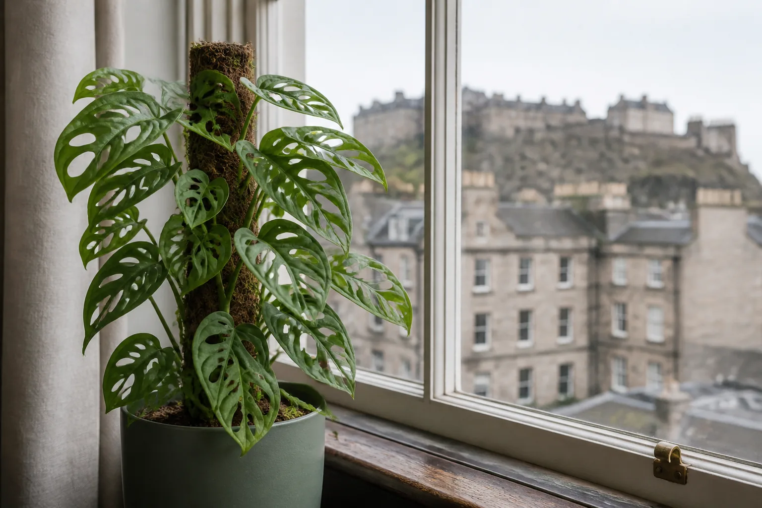 Monstera adansonii climbing beside a bright filtered window in Edinburgh