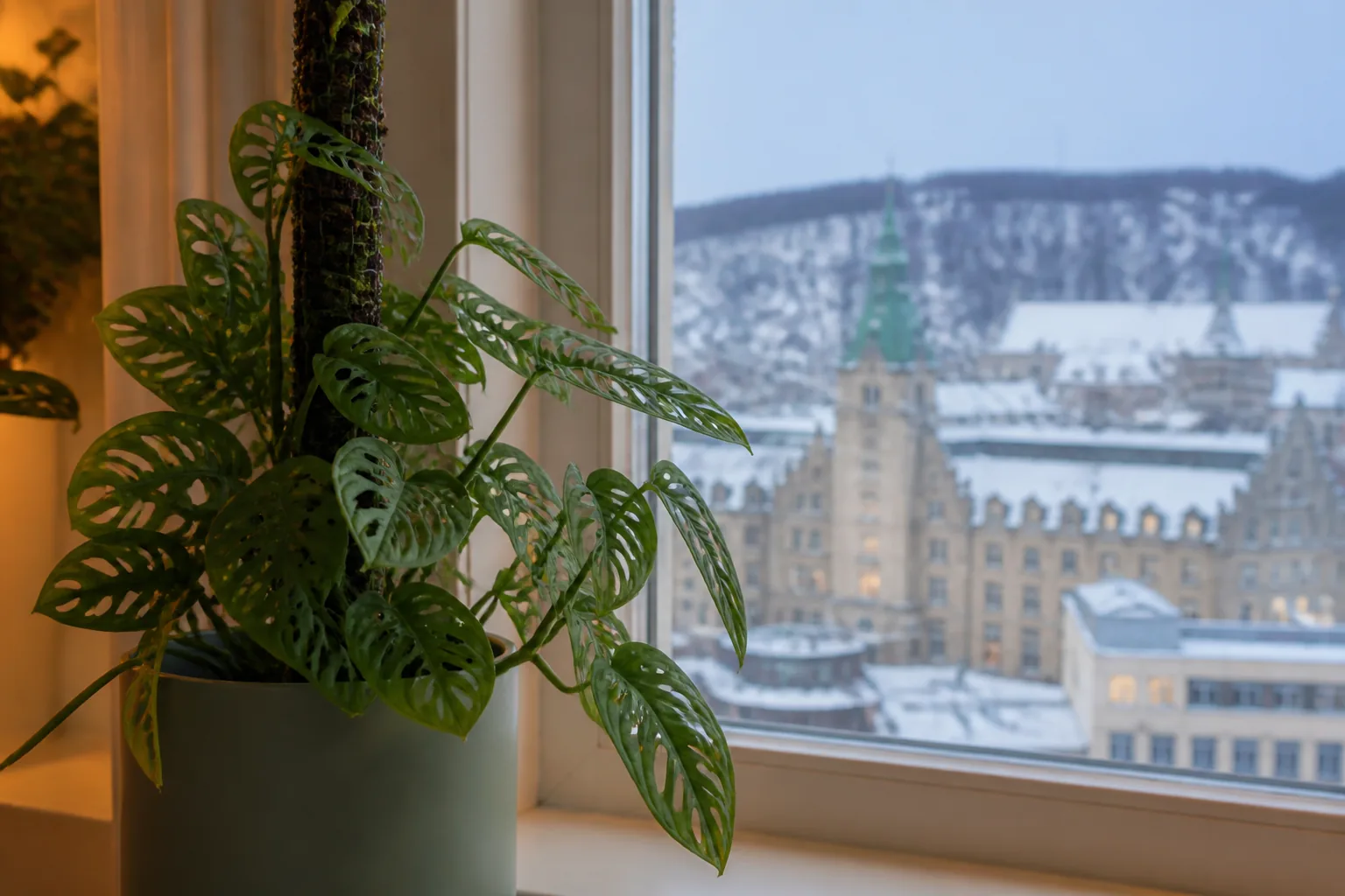 Monstera adansonii climbing beside a bright filtered window in Montreal
