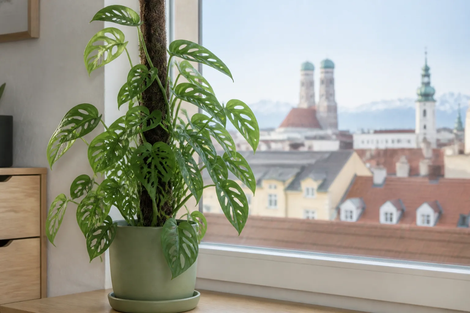 Monstera adansonii climbing beside a bright filtered window in Munich
