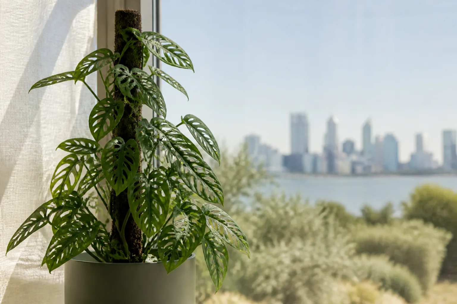 Monstera adansonii climbing beside a bright filtered window in Perth