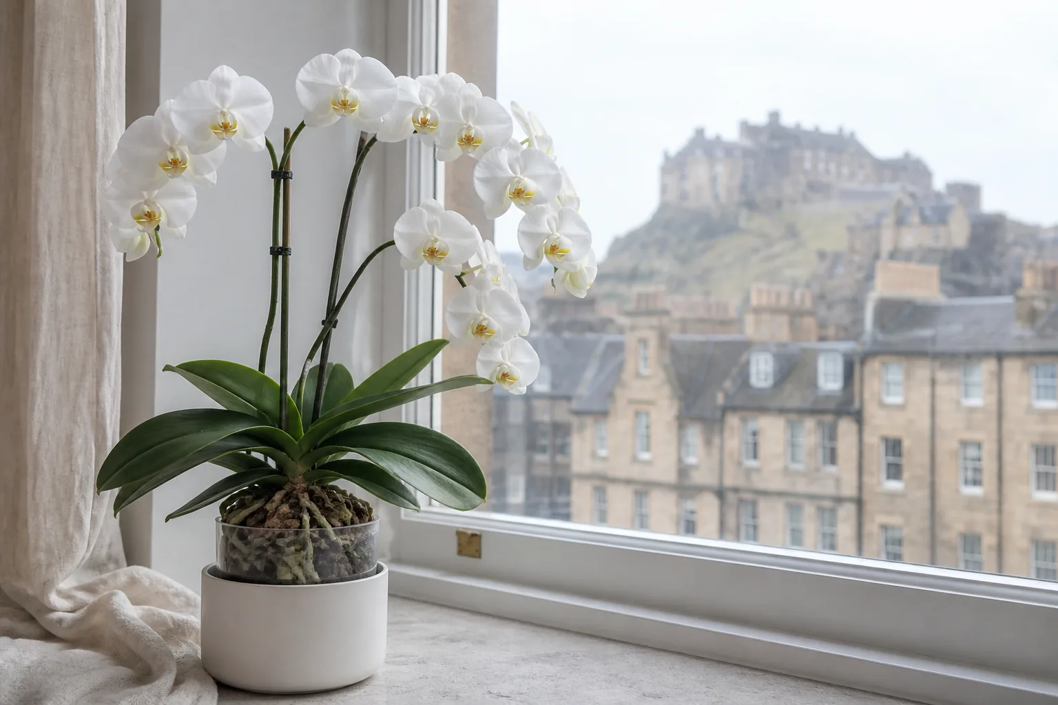 White Phalaenopsis amabilis orchid blooming beside a filtered window in Edinburgh