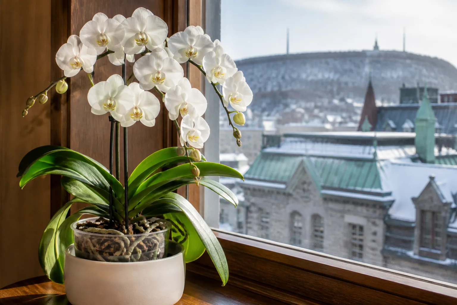 White Phalaenopsis amabilis orchid blooming beside a filtered window in Montreal