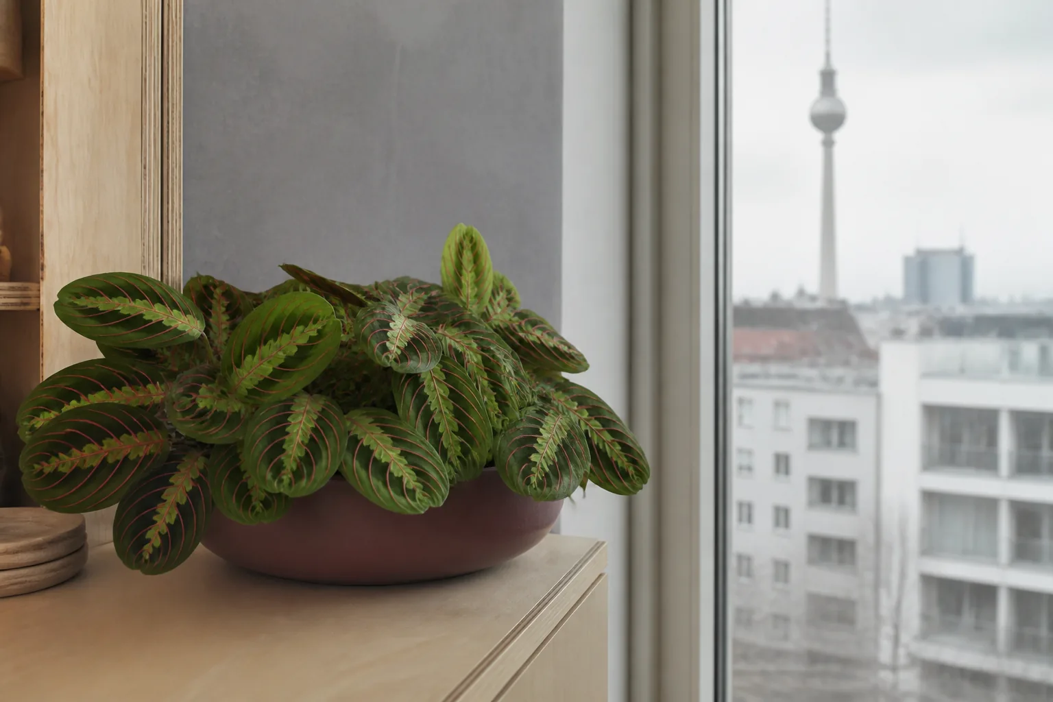 Prayer plant Maranta leuconeura beside a softly lit window in Berlin