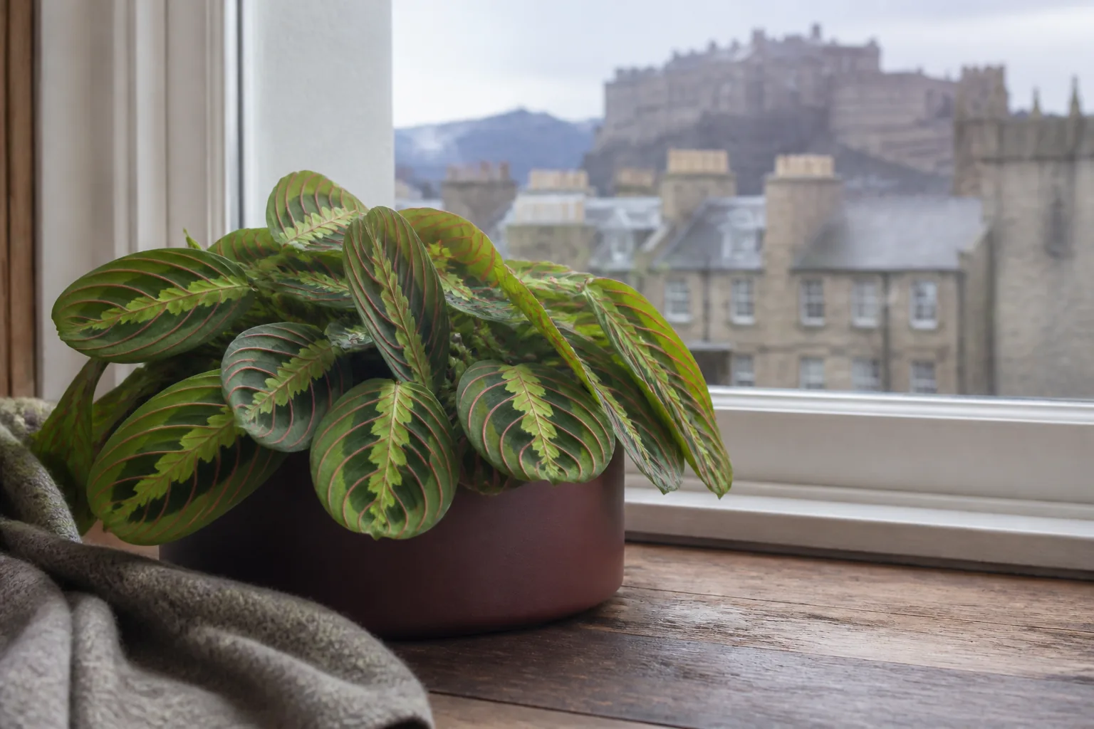 Prayer plant Maranta leuconeura beside a softly lit window in Edinburgh