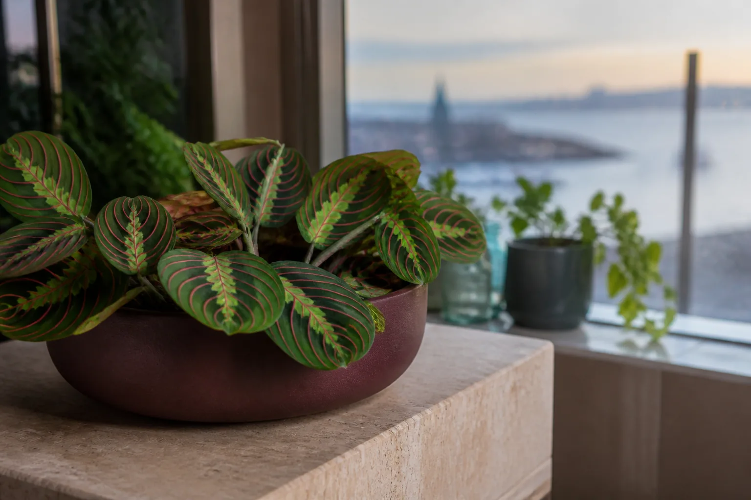 Prayer Plant climate guides by city